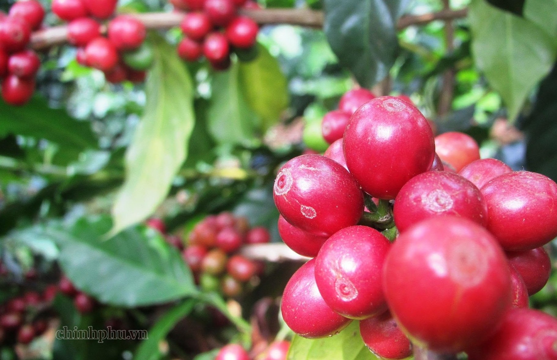 Bước ngoặt của cà phê Tây Bắc