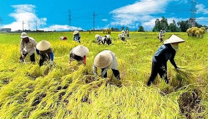Từ 20/10, hộ nghèo và cận nghèo được hỗ trợ tối đa 95% phí bảo hiểm nông nghiệp