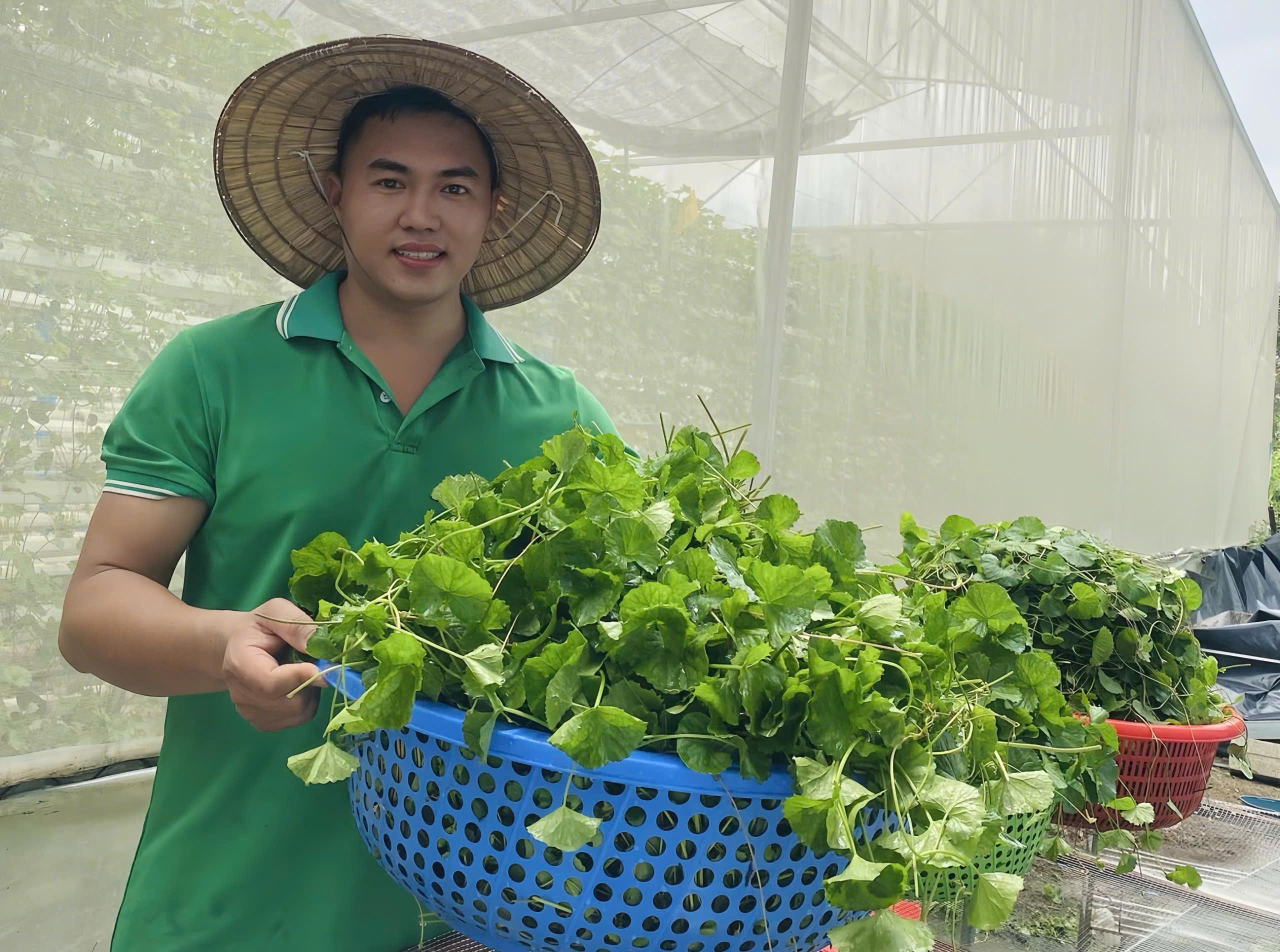 Rời Hà Nội về quê khởi nghiệp, kỹ sư 9X chi 500 triệu đồng trồng loại rau quen thuộc