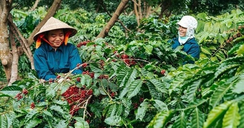 Cách nâng giá trị cho cà phê địa phương