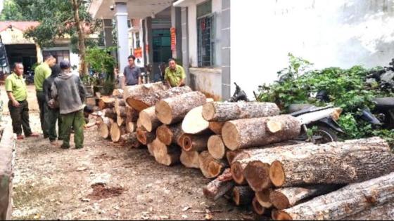 Gia Lai: Bảo vệ tài nguyên rừng, xử lý nghiêm hành vi khai thác trái phép 451 gốc cây rừng