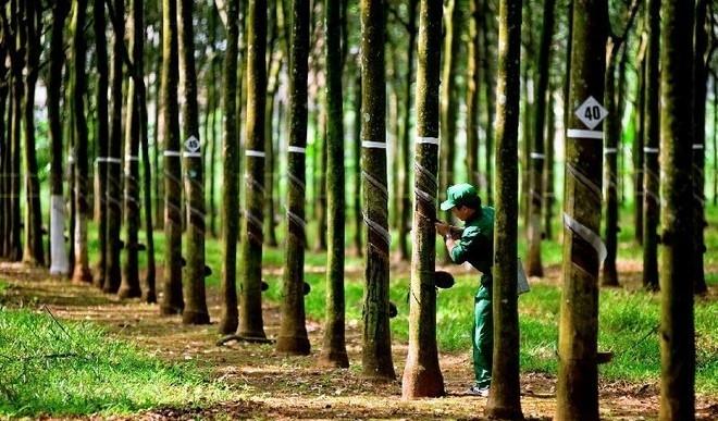 Cao su Tây Ninh (TRC) chờ khoản thu bất thường trong quý cuối năm