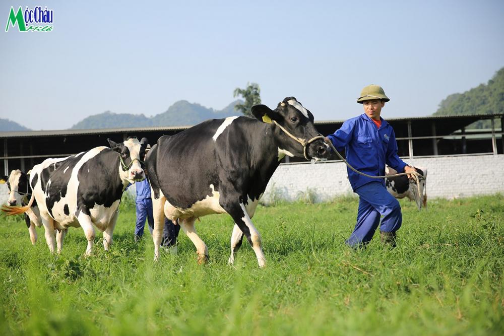 Mộc Châu Milk: Lợi nhuận 9 tháng tăng mạnh nhờ tiết giảm giá vốn