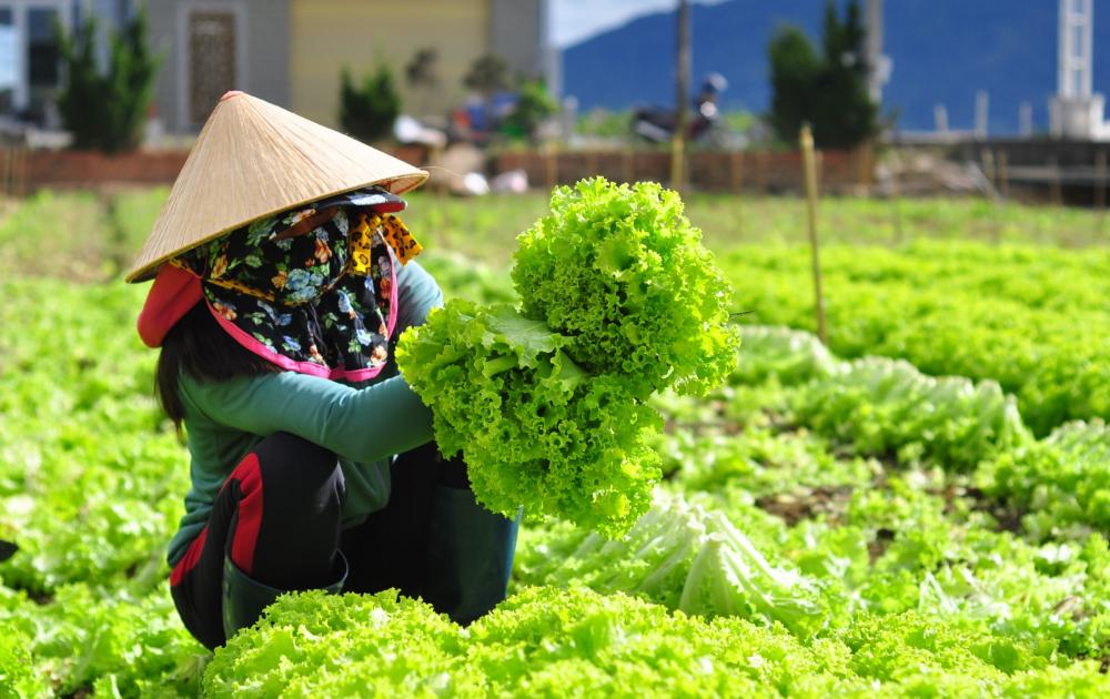 Nông dân An Giang biến đất trống, rơm rạ thành nguồn thu hàng chục triệu đồng
