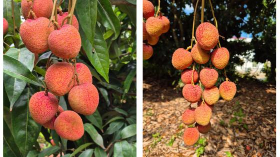 Sở Khoa học và Công nghệ tỉnh Bắc Ninh là tổ chức quản lý chhir dẫn địa lý 'Tân Yên' cho sản phẩm vải chín sớm