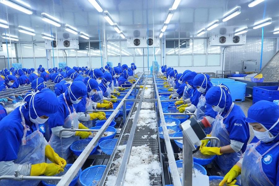 THP giảm lãi 33%, hé lộ khoản chi hơn 122 tỷ liên quan thị trường Mỹ