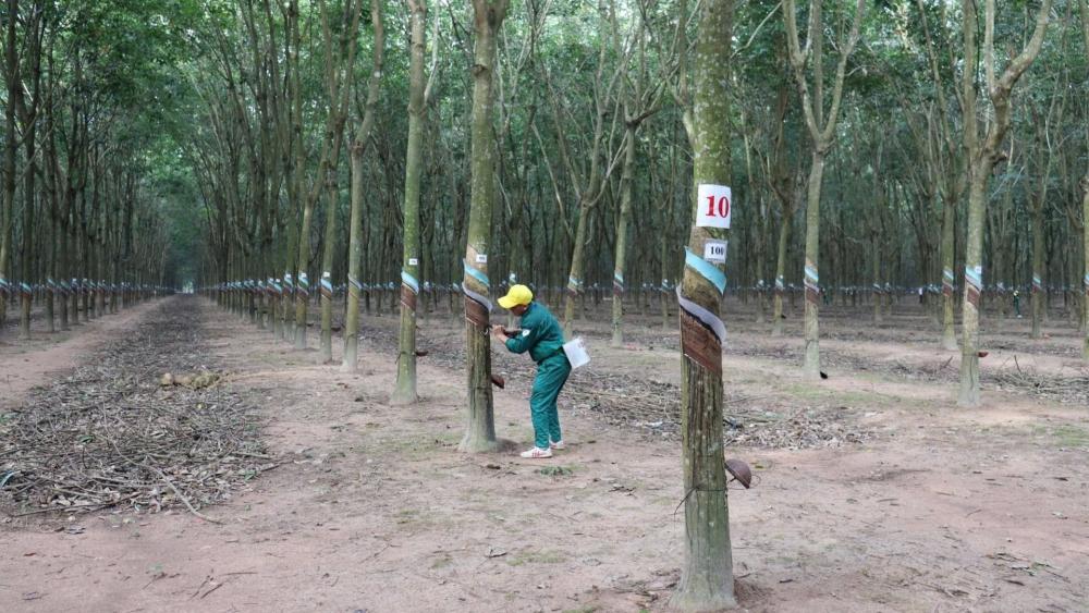 Học theo Bầu Đức trồng chuối, không tái canh cao su tại TP.HCM: Cao su Phước Hòa đang tính toán gì với quỹ đất 15.600ha?