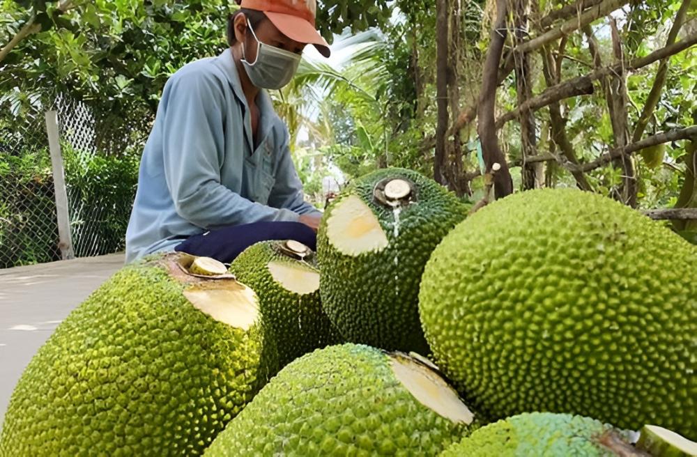 Từ gáo dừa, xơ mướp đến lục bình, nông dân Đồng Tháp đang tạo thêm nguồn thu