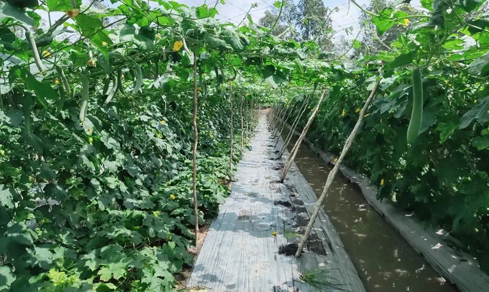 Một vụ mướp lãi hơn 100 triệu đồng, nông dân An Giang mở hướng sản xuất mới