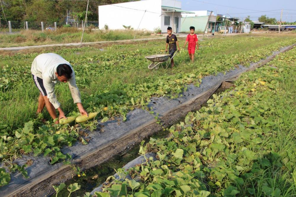 Nông dân Cà Mau mở hướng thu nhập 9 chữ số