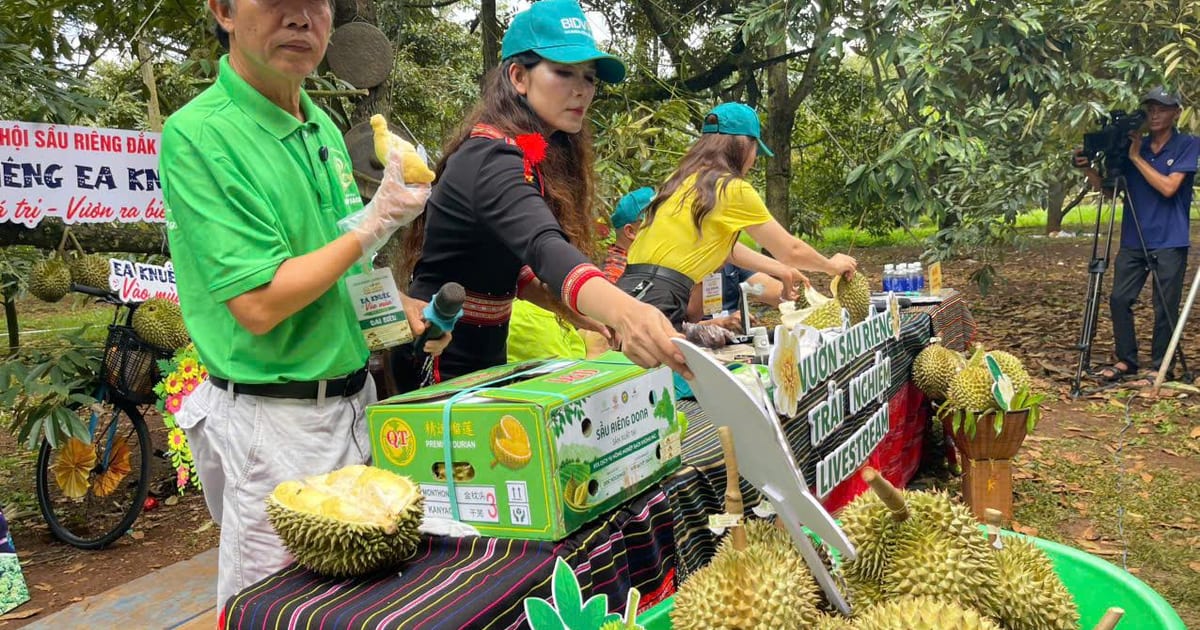 Sầu riêng Đắk Lắk: Sau lễ hội, làm gì để giữ thị trường?