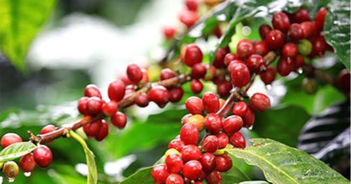 Giá cà phê hôm nay 1/10/2026: Arabica lên cao nhất 2,5 tuần